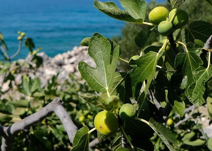 Vakantiehuis House Robinson House Dolac